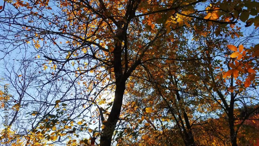 Warm autumn scenery in a forest, with the sun casting beautiful rays of light through the mist and trees Warm autumn scenery in a forest, with the sun casting beautiful rays of light through the mist and trees