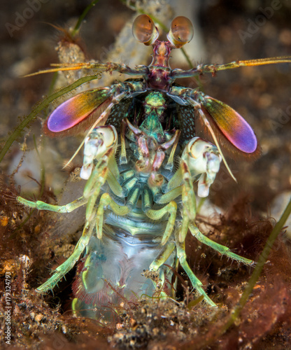 Curious mantis shrimp in Lembeh strait, Indonesia