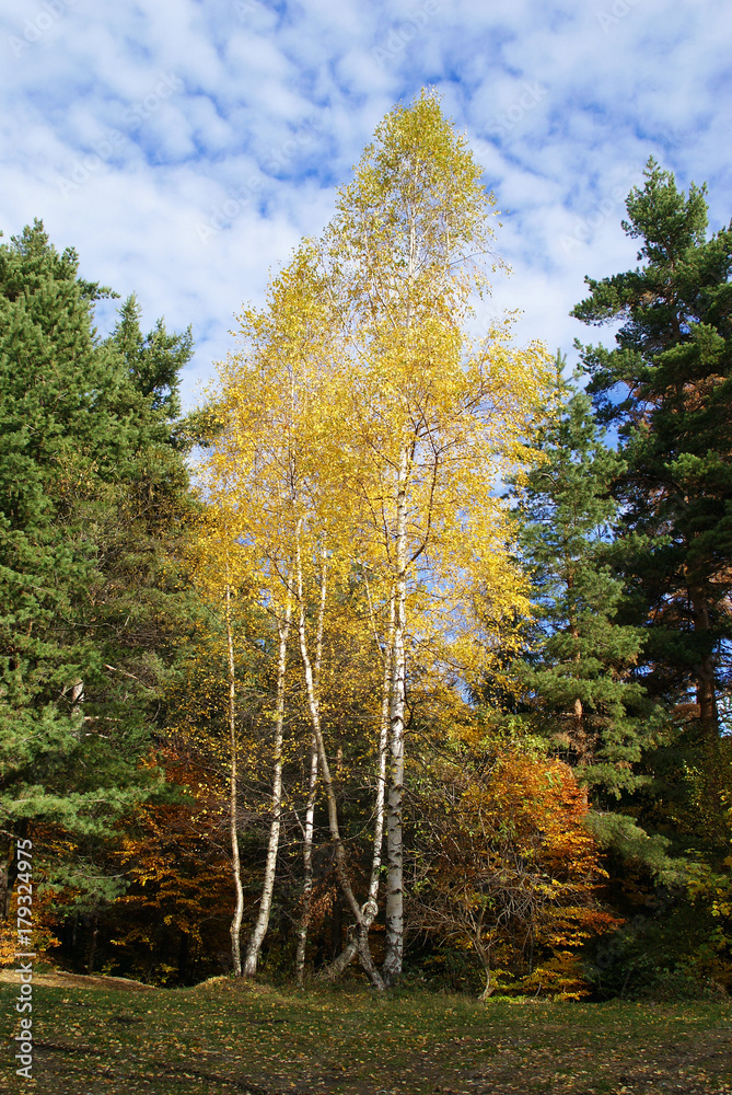 Fototapeta premium Yellow Leaves