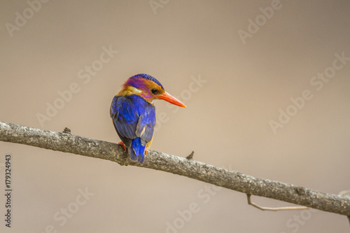 Εκτύπωση καμβά African Pygmy Kingfisher in Kruger National park, South Africa
