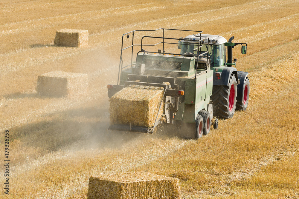 Naklejka premium Tractor collects dry hay on the farm field and makes hay bales rear view