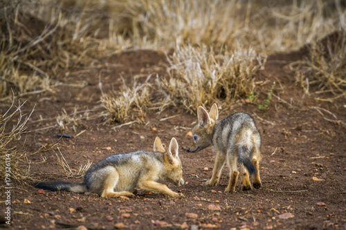 Black-backed jackal in Kruger National park, South Africa