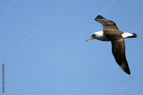 Layson Albatross