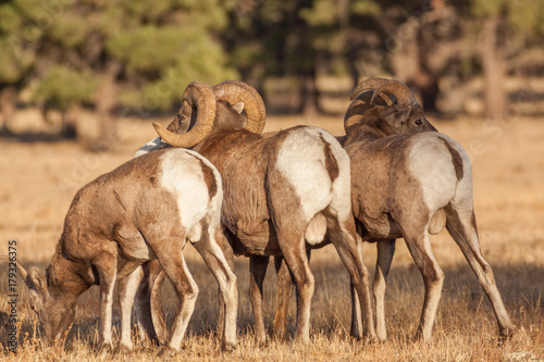 Fototapeta Naklejka Na Ścianę i Meble -  Bighorn Sheep Rams