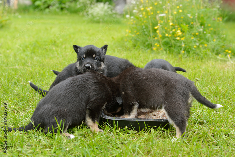 Fototapeta premium Lapland Reindeer dog. Puppies eat porridge