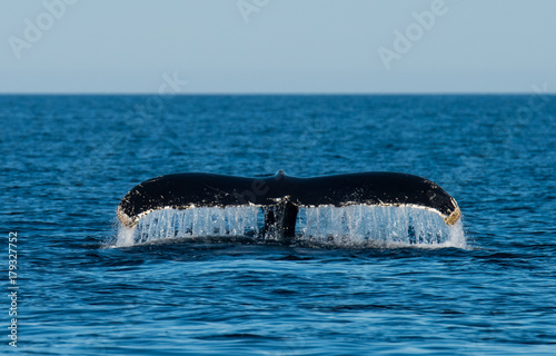 Photography Whales Swimming