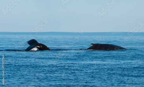 Whales Swimming