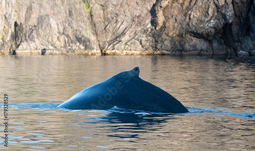 Photography Whales Swimming