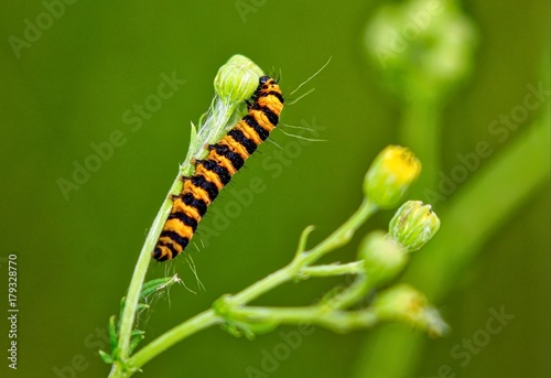 Cinnabar Moth Caterpillar © UniquePhotoArts