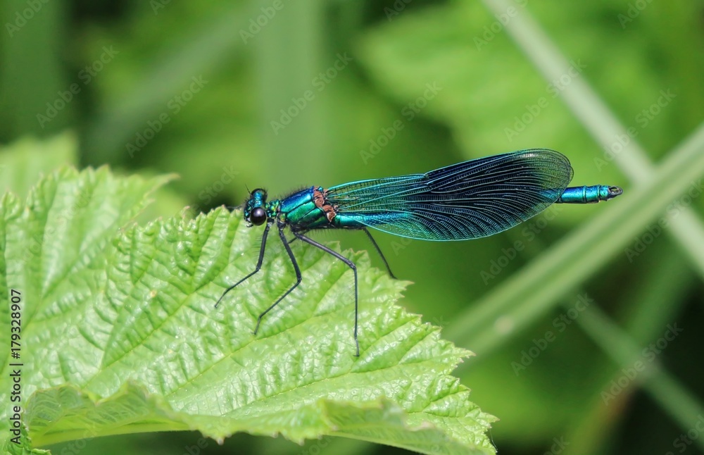 Damselfly Damselfly