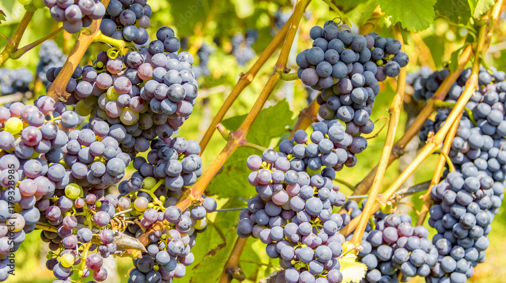 blue grapes closeup