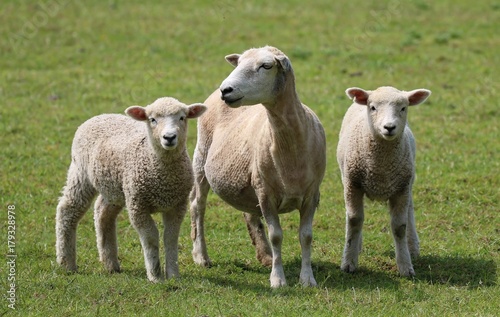 Sheep and Lambs © UniquePhotoArts