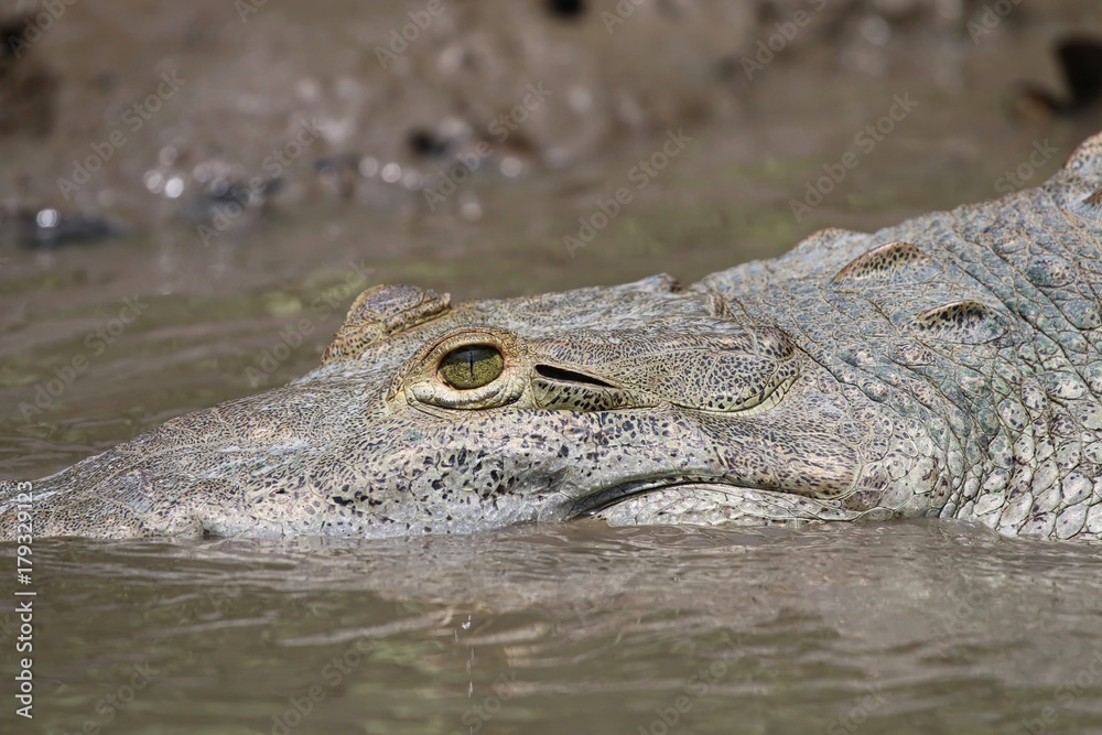 Crocodile