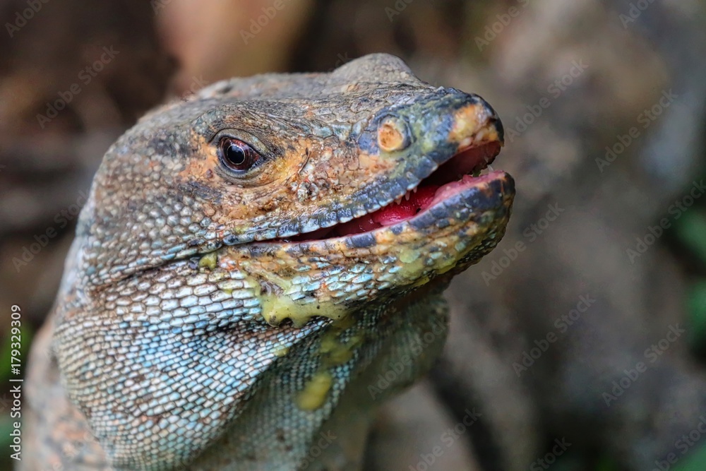 Fototapeta premium Iguana