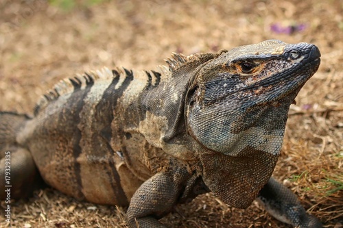 Iguana