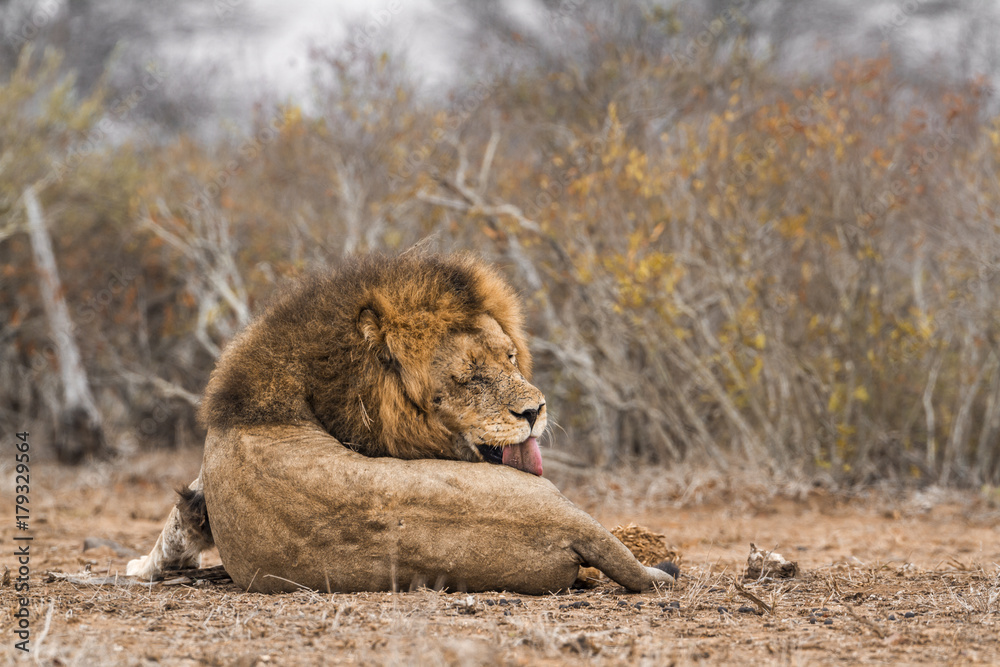 Naklejka premium African lion in Kruger National park, South Africa