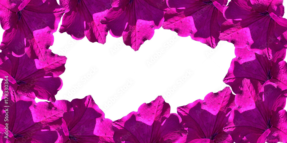 
Purple flower isolated on a white background.