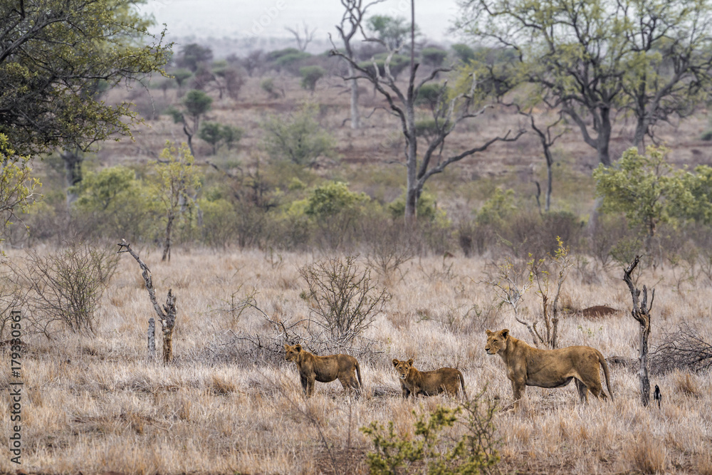 African lion in Kruger National park, South Africa African lion in Kruger National park, South Africa