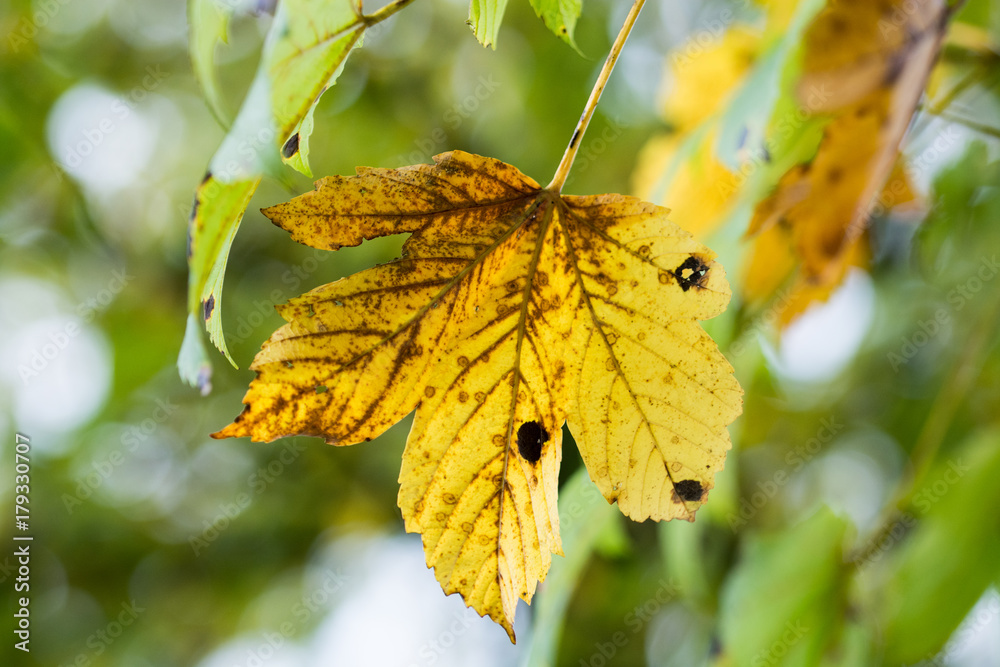 Obraz premium Golden autumn leaf hanging down