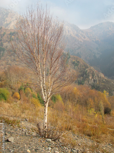 white birch on a mountain slope in autumn
