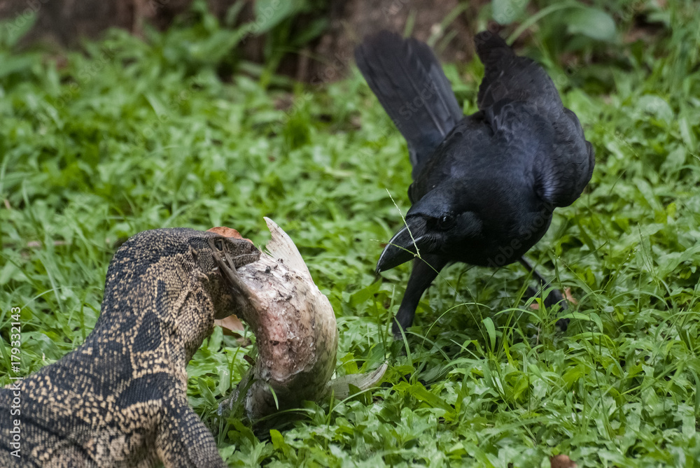 Obraz premium Waran and Crow