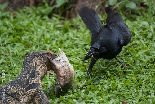 Waran and Crow