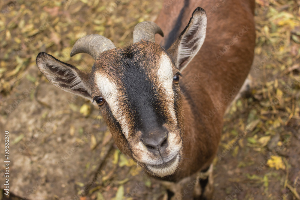 muzzle happy smile goat