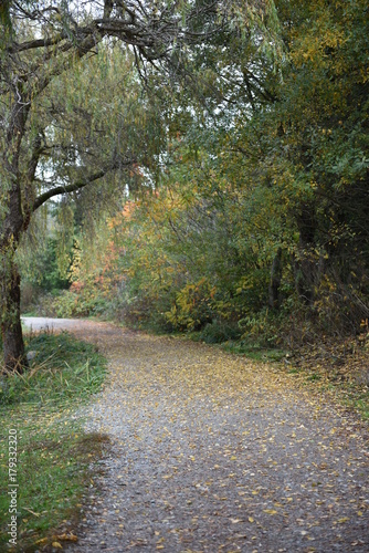 Wallpaper Mural autumn Torontodigital.ca
