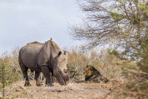Southern white rhinoceros and African lion in Kruger National park, South Africa © PACO COMO