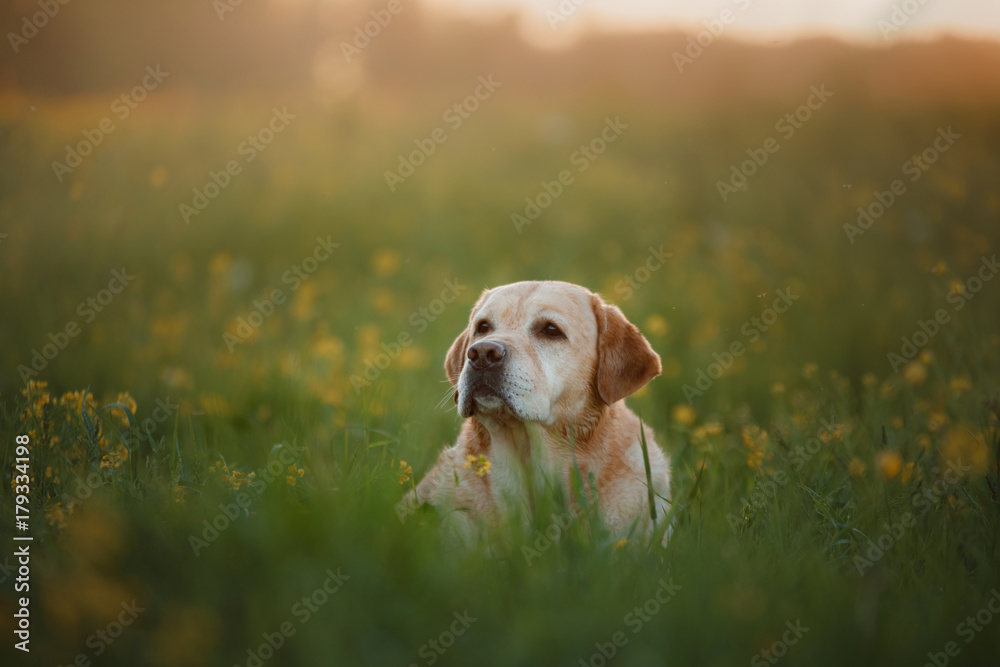 Labrador dog in tall grass Labrador dog in tall grass