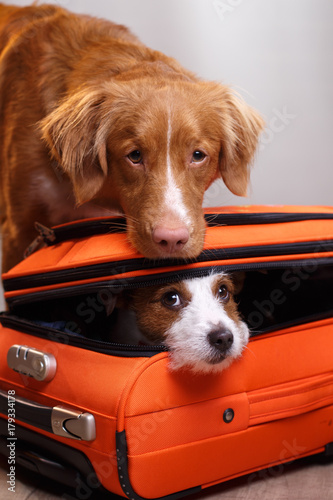 Fototapeta Naklejka Na Ścianę i Meble -  Two dogs and a suitcase