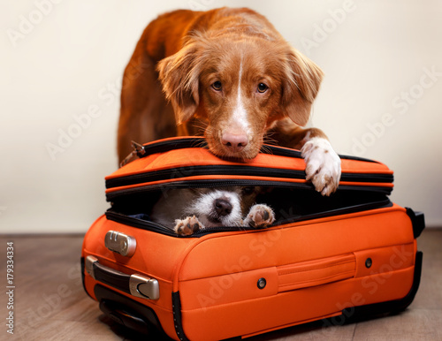 Photography Two dogs and a suitcase