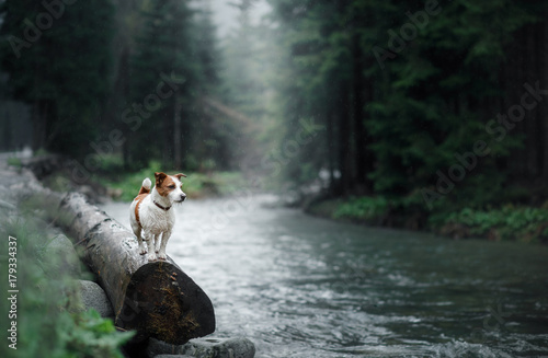 Foto Dog Jack Russell Terrier on the banks of a mountain stream