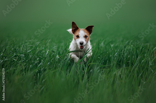  Labrador dog in tall grass © Anna Averianova