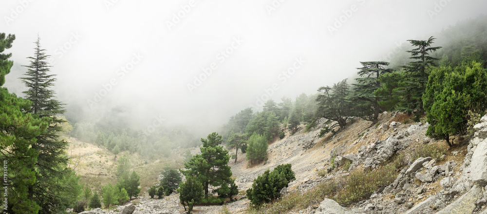 Fototapeta premium Cedar of Lebanon Cedrus libani forest in the mist and fog near Tahtali mountain in Turkey. Rare and endangered species of trees