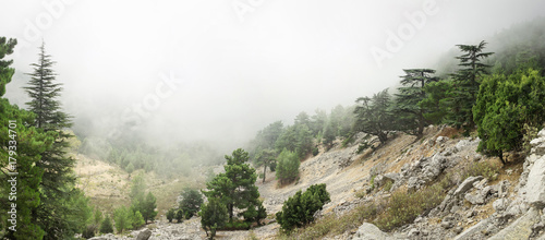 Cedar of Lebanon Cedrus libani forest in the mist and fog near Tahtali mountain in Turkey. Rare and endangered species of trees