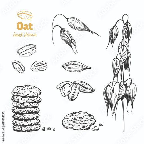 Oats vector hand drawn illustration