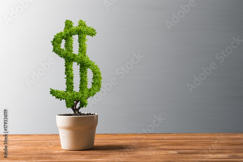 Concept of investment income and growth with money tree in pot