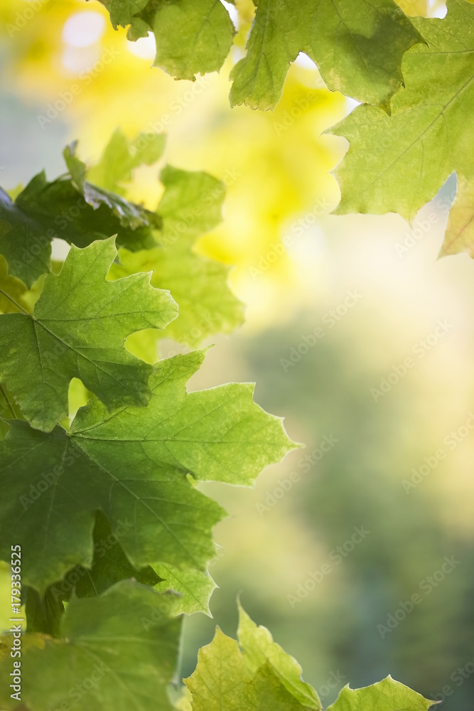 Maple leafs colorful autumn background. Fall season. Maple leafs colorful autumn background. Fall season.
