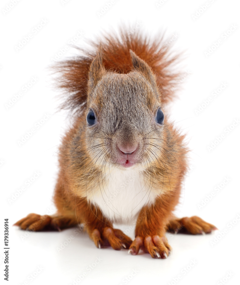 Eurasian red squirrel.