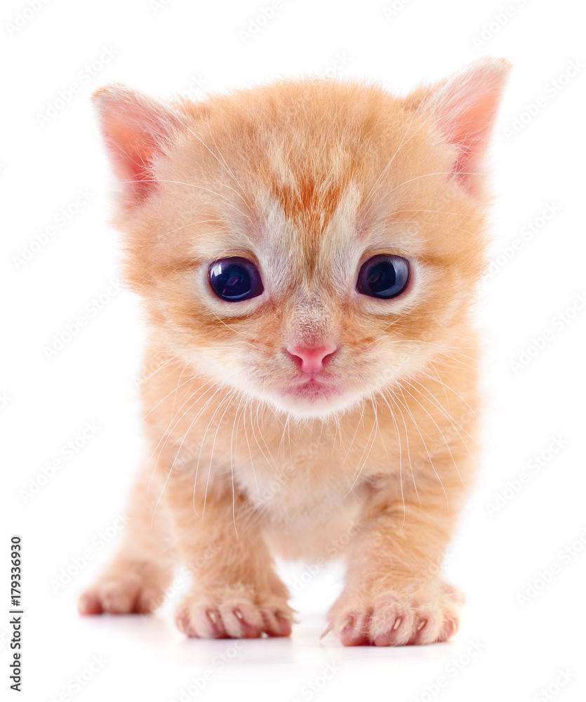 Fototapeta premium Small brown kitten.