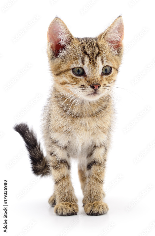 Kitten on white background. Kitten on white background.