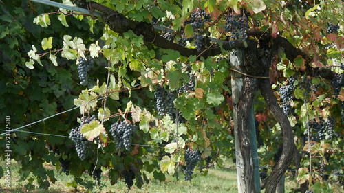 Vigneti per la produzione di vino Lambrusco in Emilia Romagna