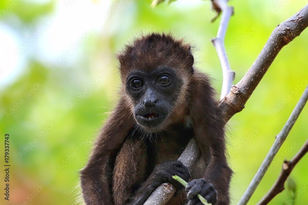 Naklejka premium Howler Monkey