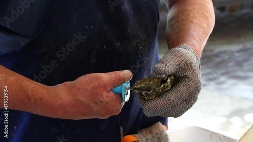 Man opening fresh oysters at market close up