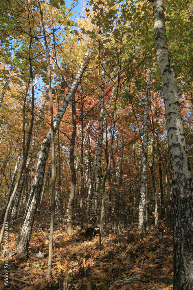 Autumn Autumn