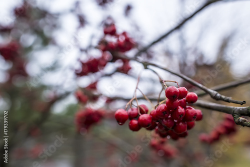 Juicy, appetizing bunch of red rowan (Sorbus aucuparia) with drops after rain on blurred background. Close-up.