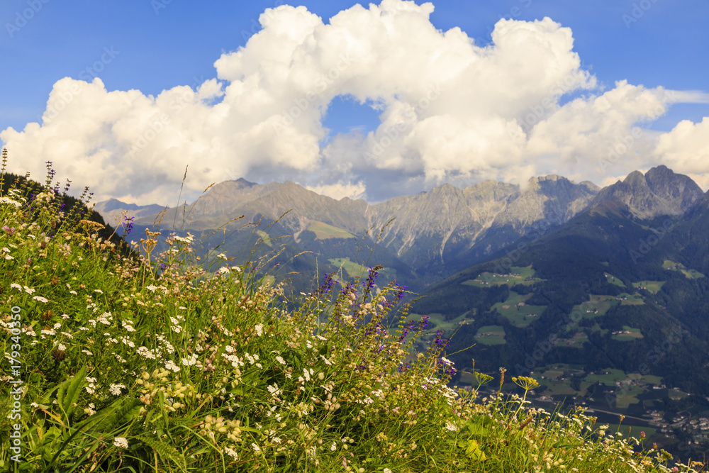 Blumenwiese in Südtirol, Italien, flower meadow in south tyrol, italy