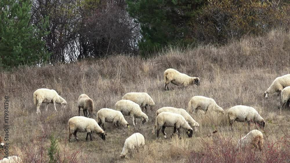 Sheep grazing on the meadow Sheep grazing on the meadow