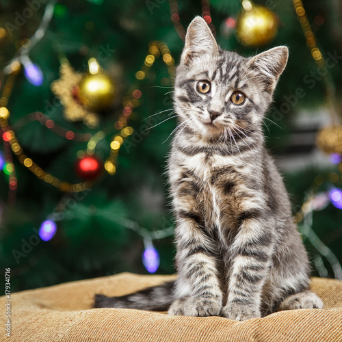 Cute little tabby kitten sits looking at the camera on a festive background with a Christmas tree